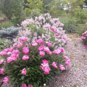 Garden-flowers