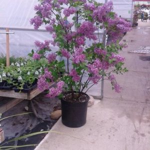 Lilacs