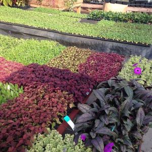 Starter-Plants