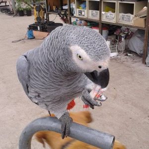 Talking-Bird