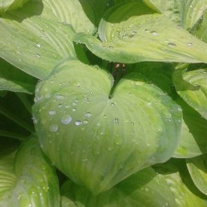 Wet-Hosta-leaves