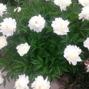 White-Peony