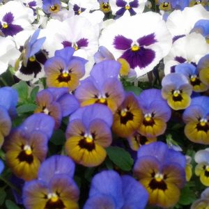 our-garden-flowers