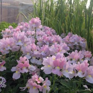 our-garden-flowers